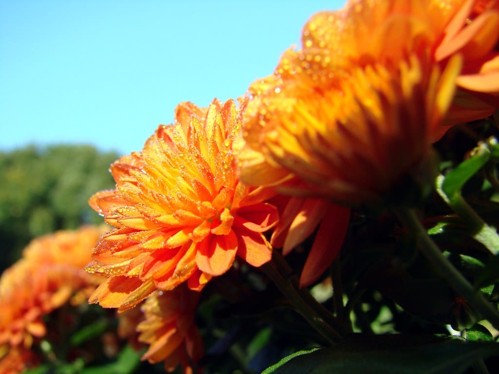 Chrysanthemums