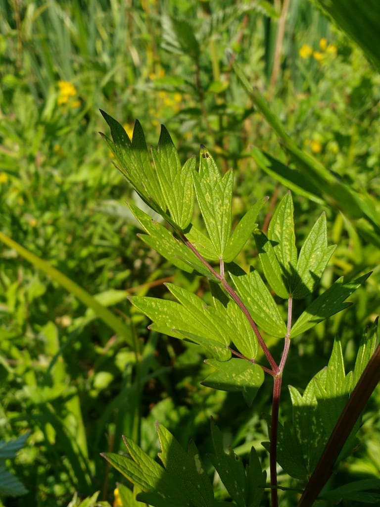 Common Rue