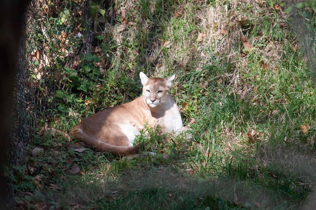 Cougar