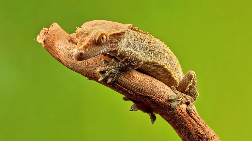 Crested Gecko