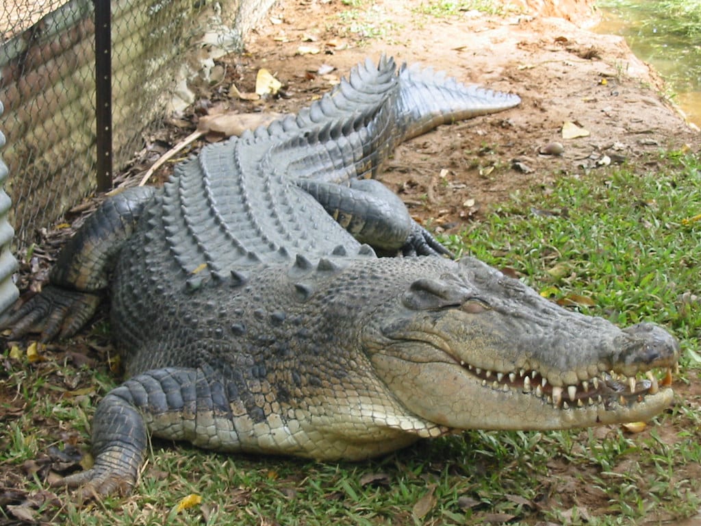 Crocodiles