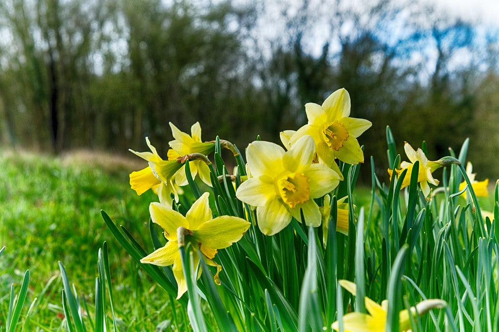 Daffodils