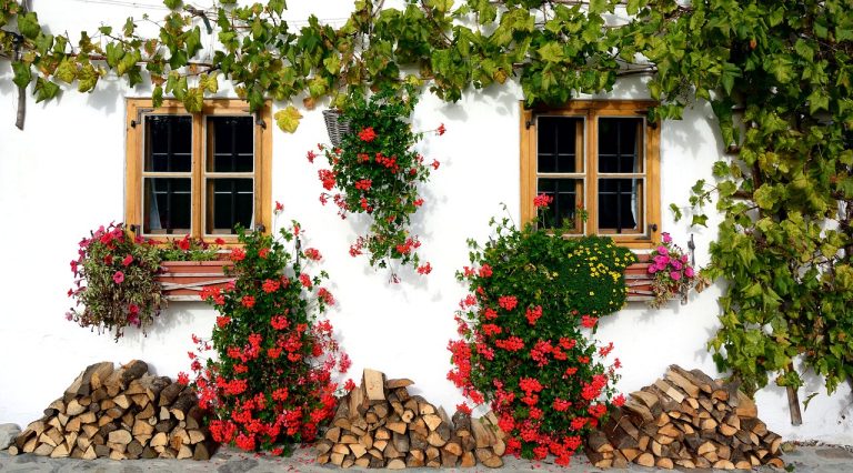 Different Types of Climbing Plants