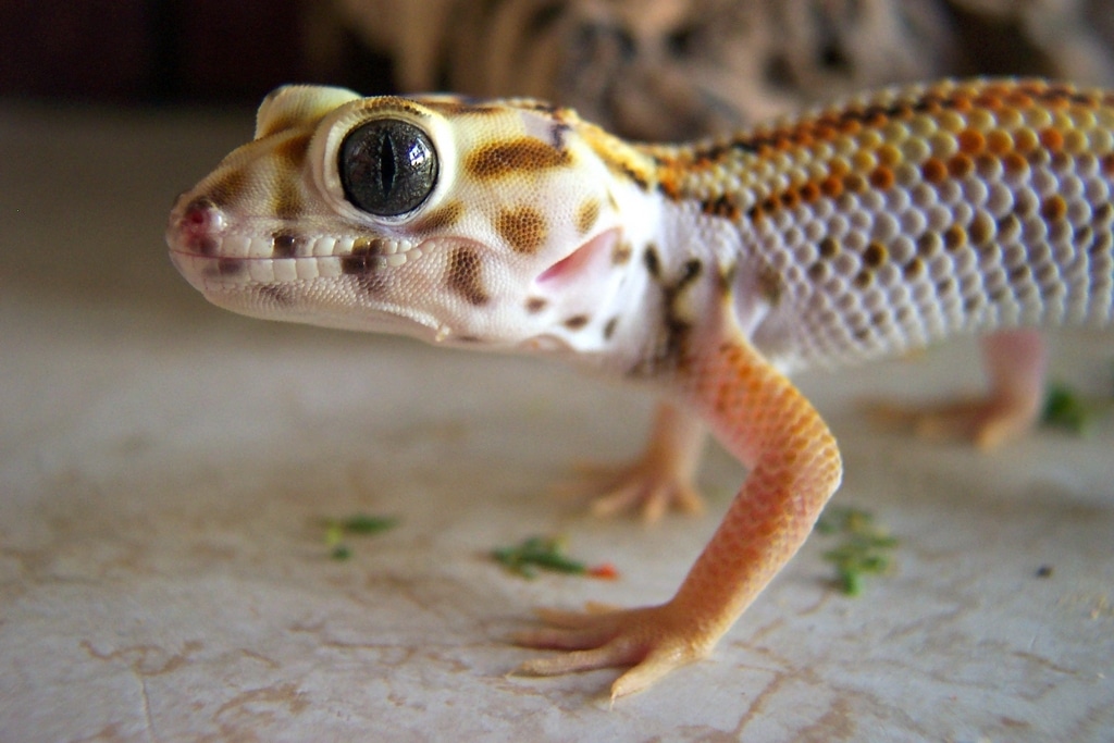 Frog-eyed Gecko