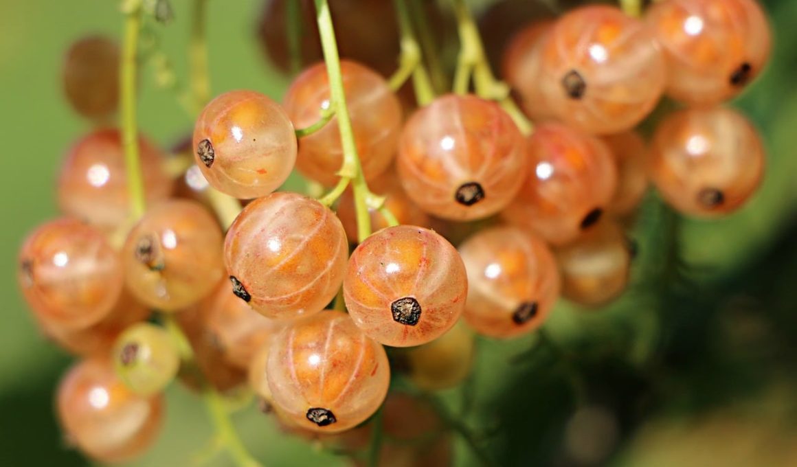 Fruits that Contain Collagen