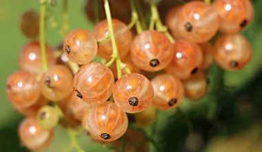 Fruits that Contain Collagen