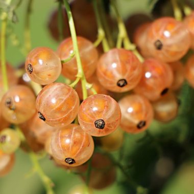 Fruits that Contain Collagen