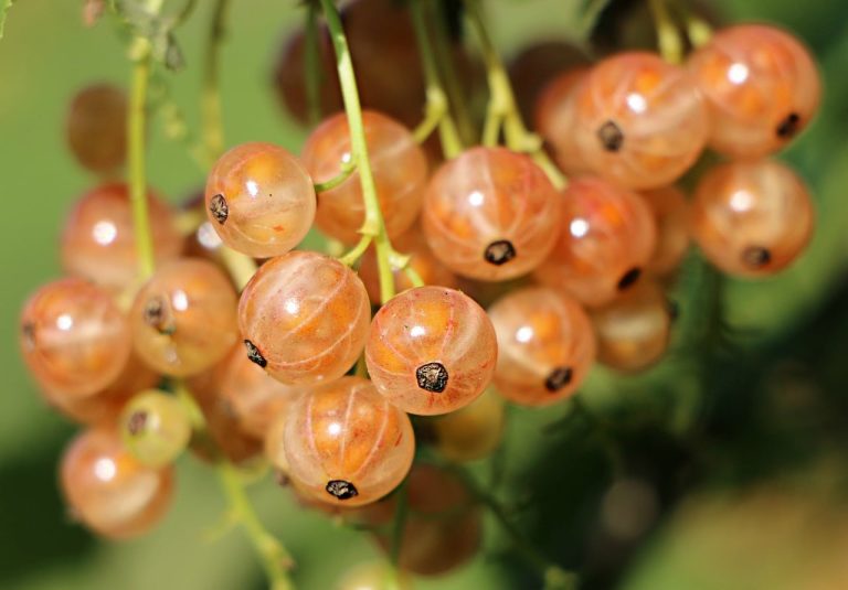 Fruits that Contain Collagen