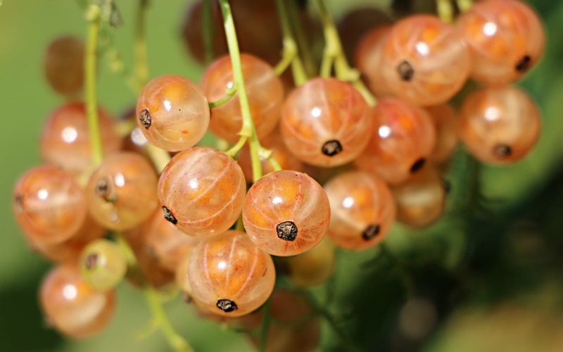 Fruits that Contain Collagen