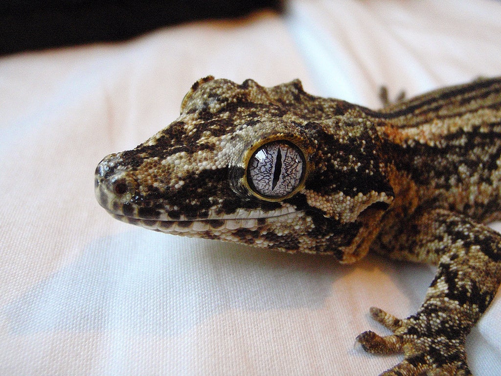 Gargoyle Gecko