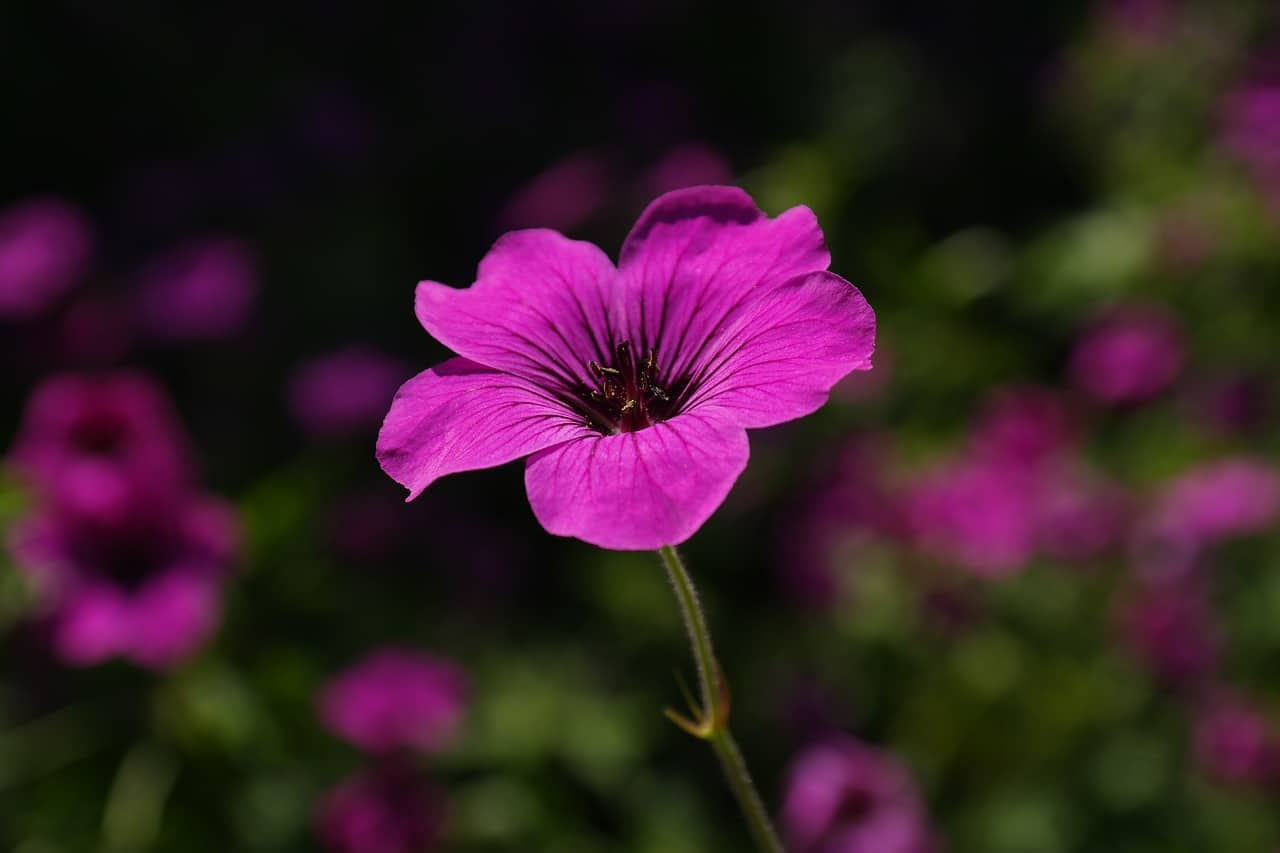 Geranium