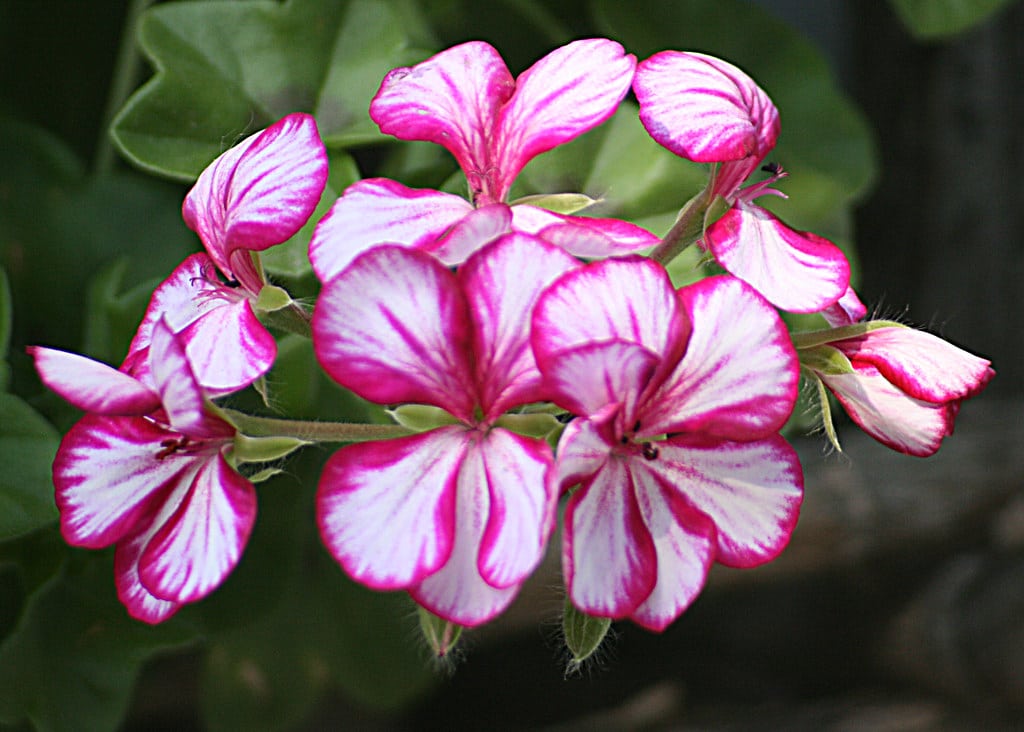 Geraniums