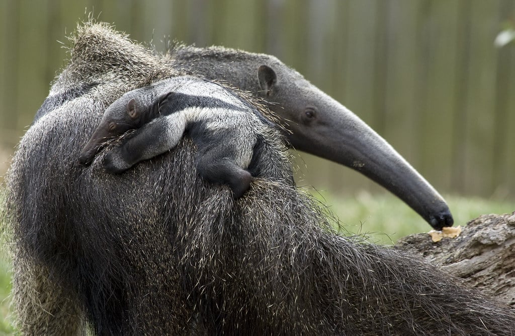 Giant Anteater