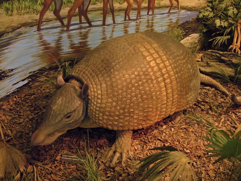 Giant Armadillo