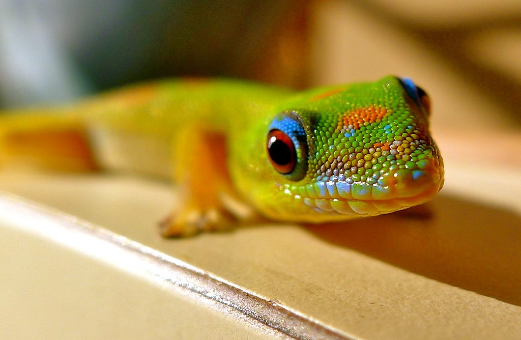 Gold Dust Day Gecko