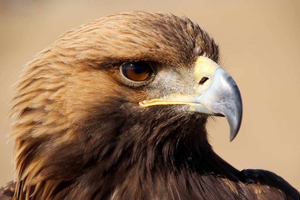 Golden Eagle