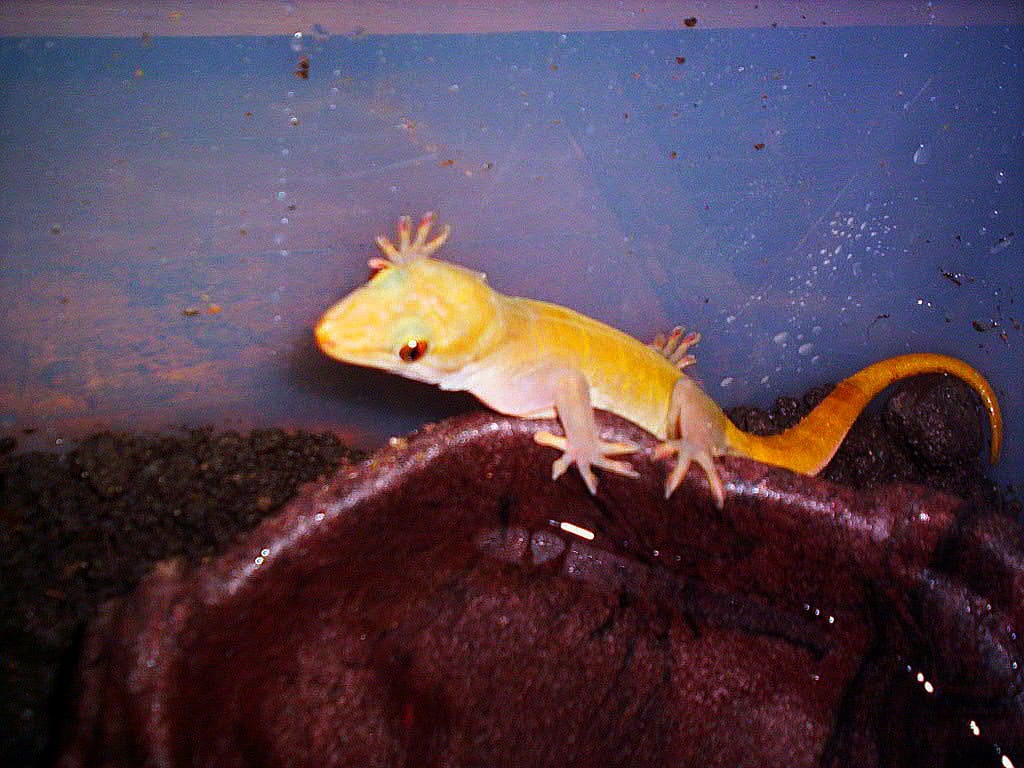 Golden Gecko