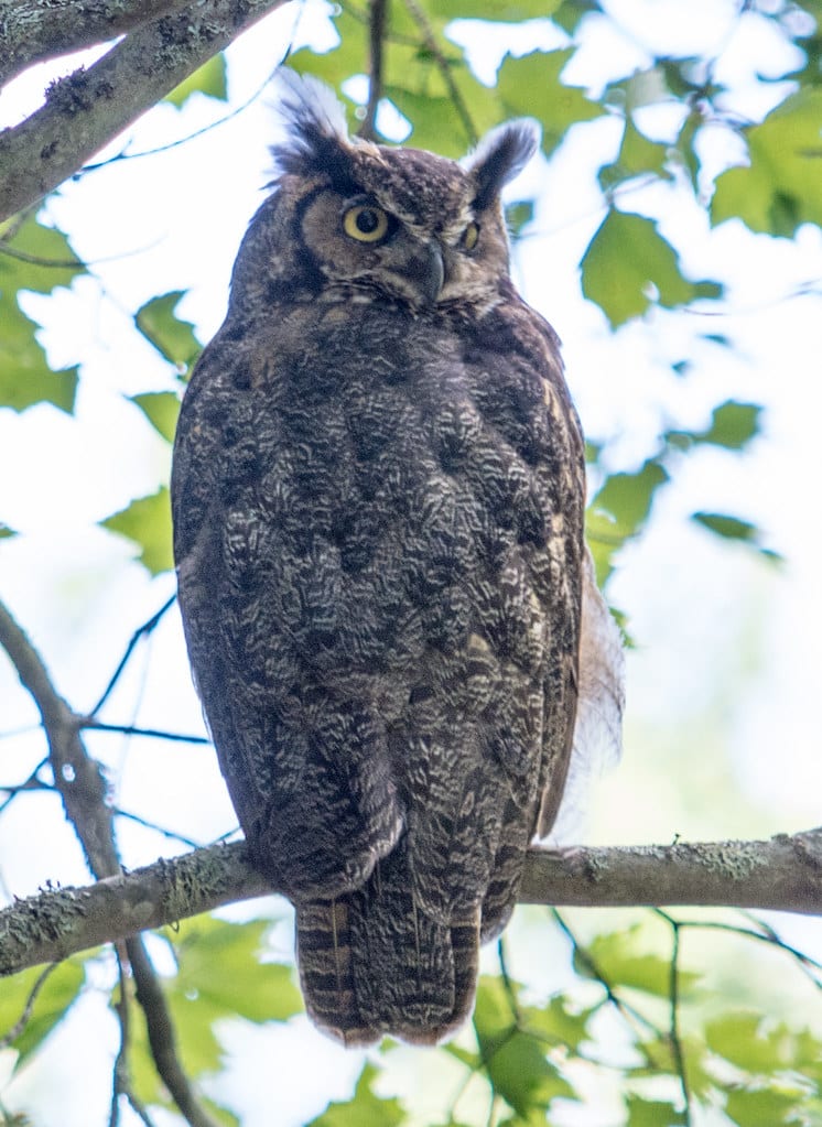 Great Horned Owl