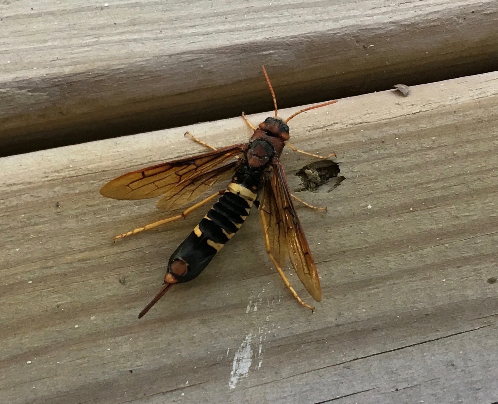 Horntail Wasp