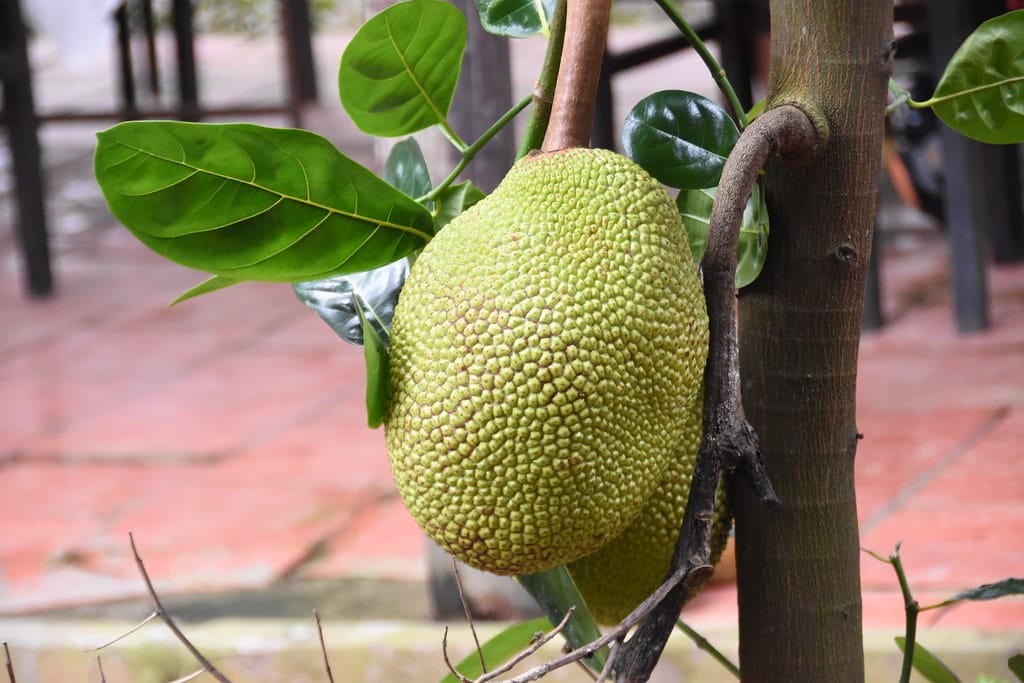 Jackfruit