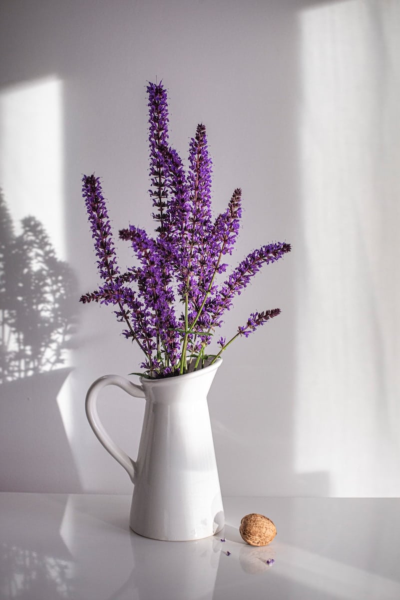 Lavender - Plants That Repel Cats