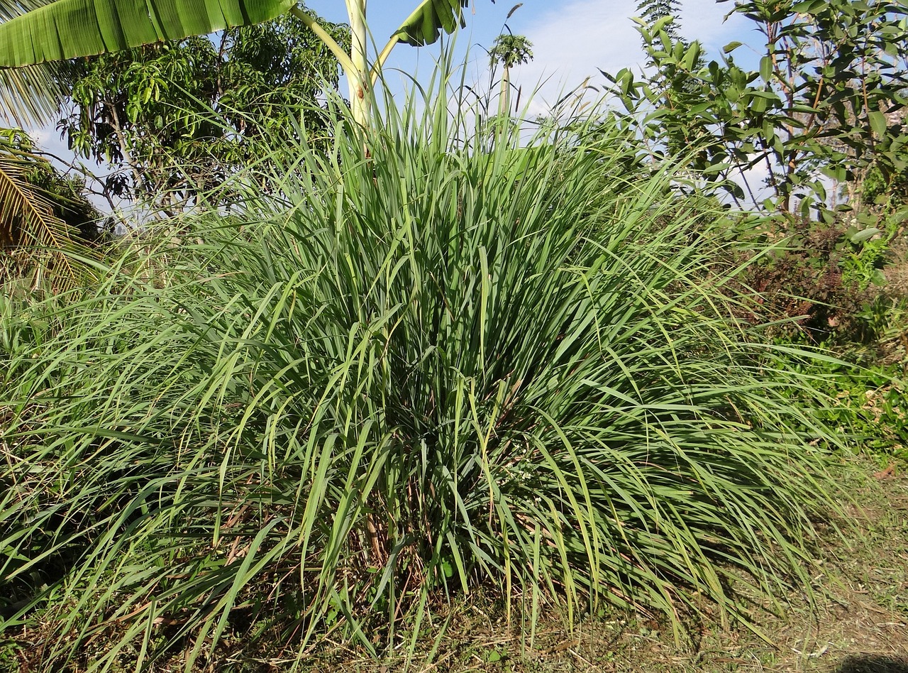 Lemongrass - Plants That Repel Cats