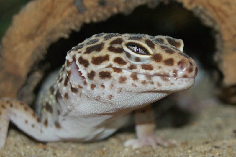 Types of Geckos: 15 Best Gecko Species to Have as Pets