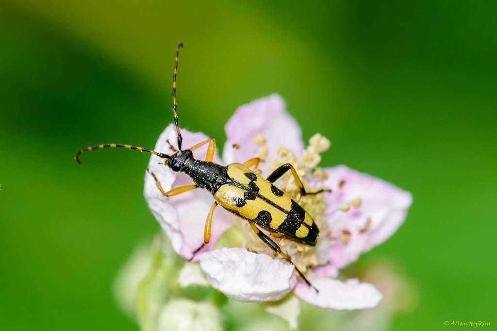 Longhorn Beetle