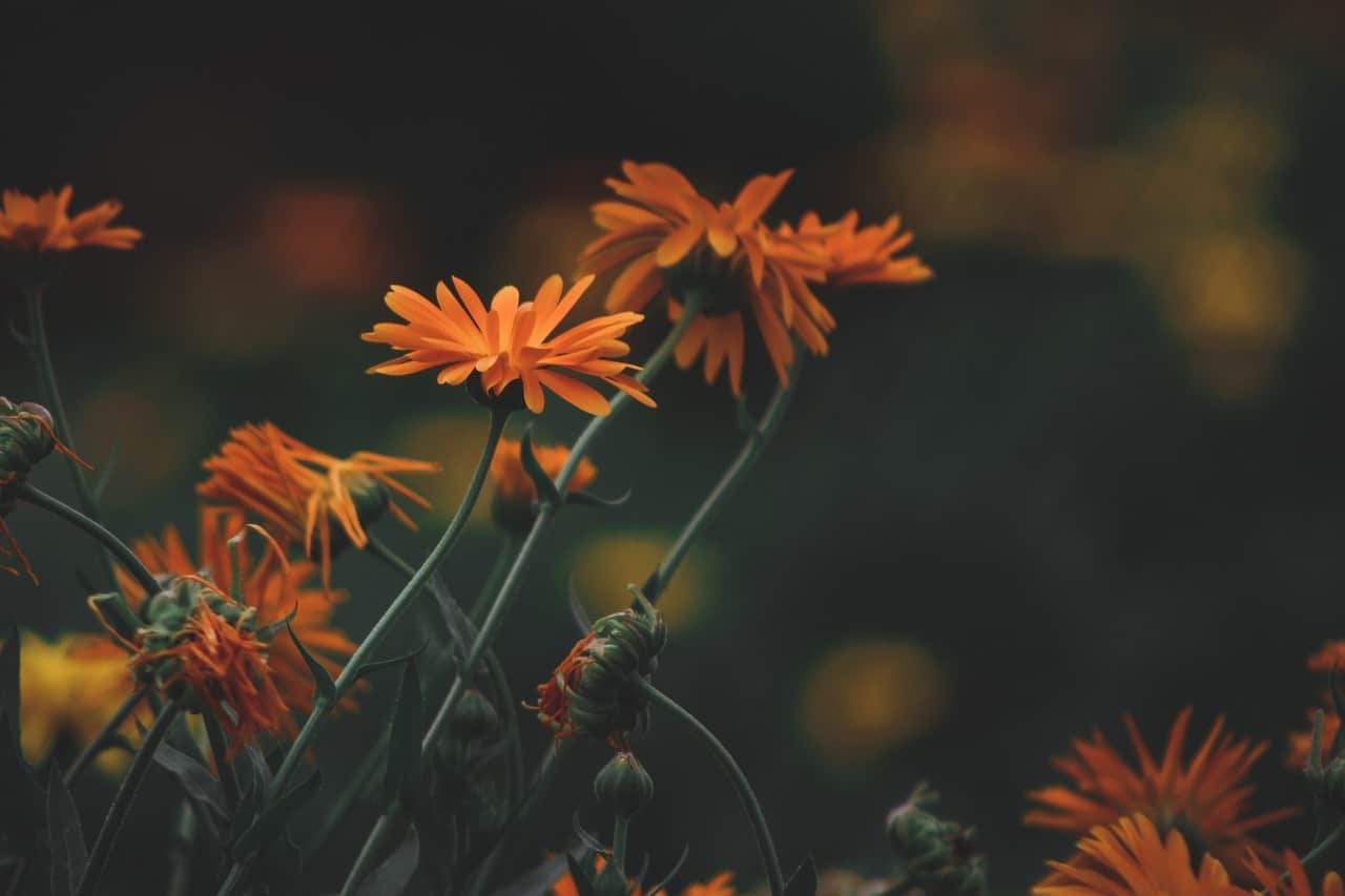 Marigolds - Plants That Repel Wasps