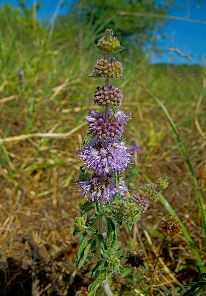 Pennyroyal - Plants That Repel Wasps