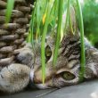 Plants That Repel Cats