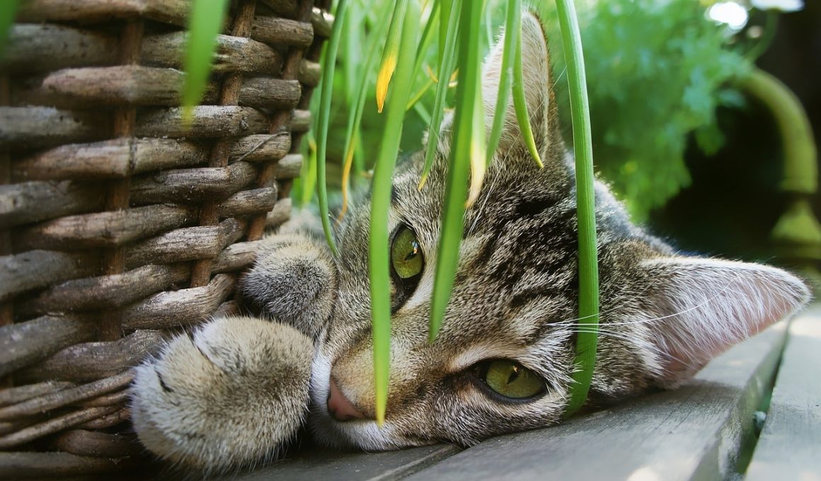 Plants That Repel Cats