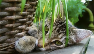 Plants That Repel Cats