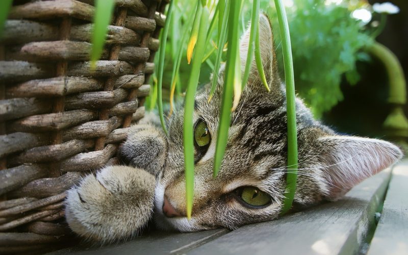 Plants That Repel Cats