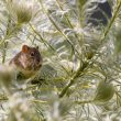 Plants That Repel Rats