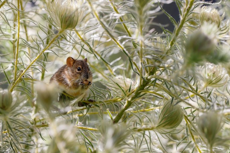 Plants That Repel Rats