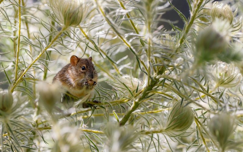 Plants That Repel Rats