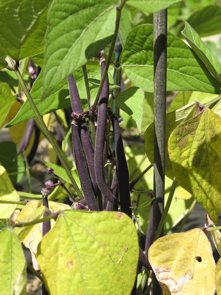 Purple String Beans