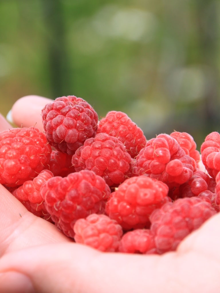 Raspberries