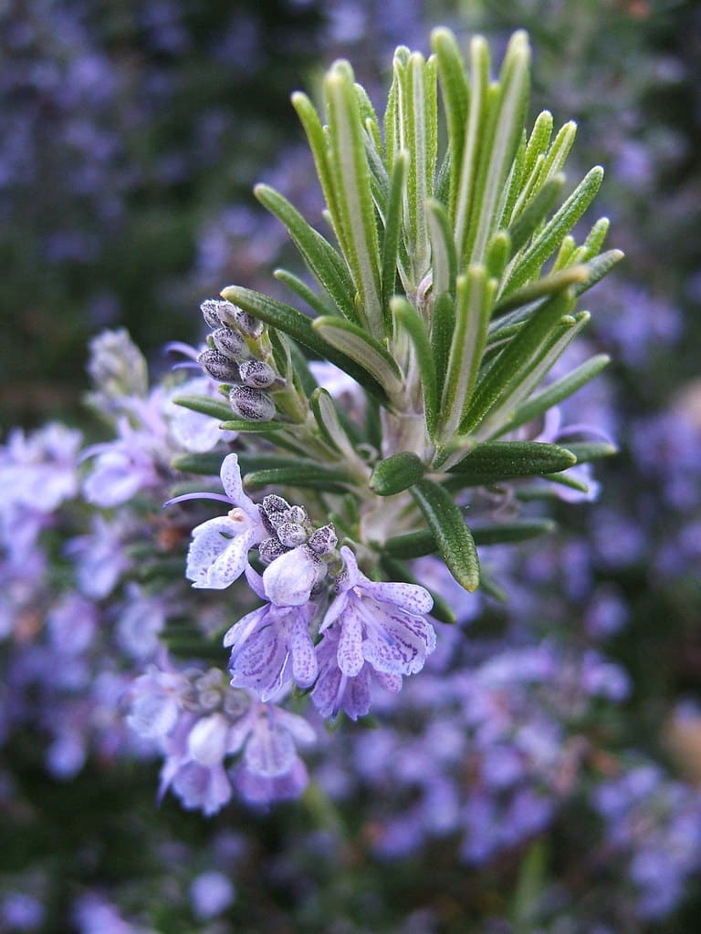 Rosemary