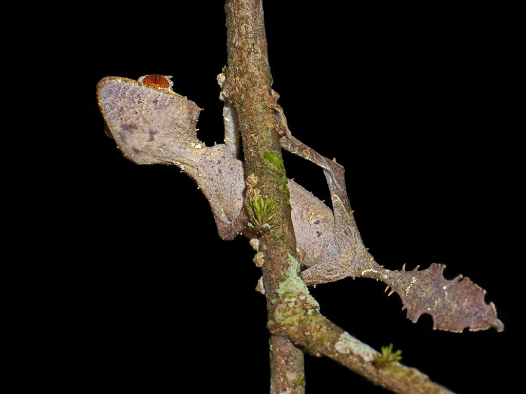 Satanic Leaf-tailed Gecko