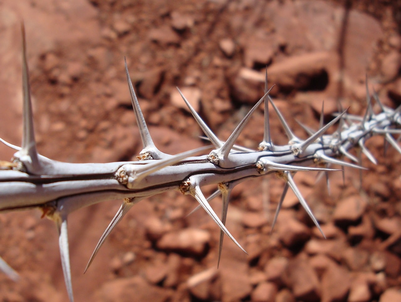 Thorny Plants