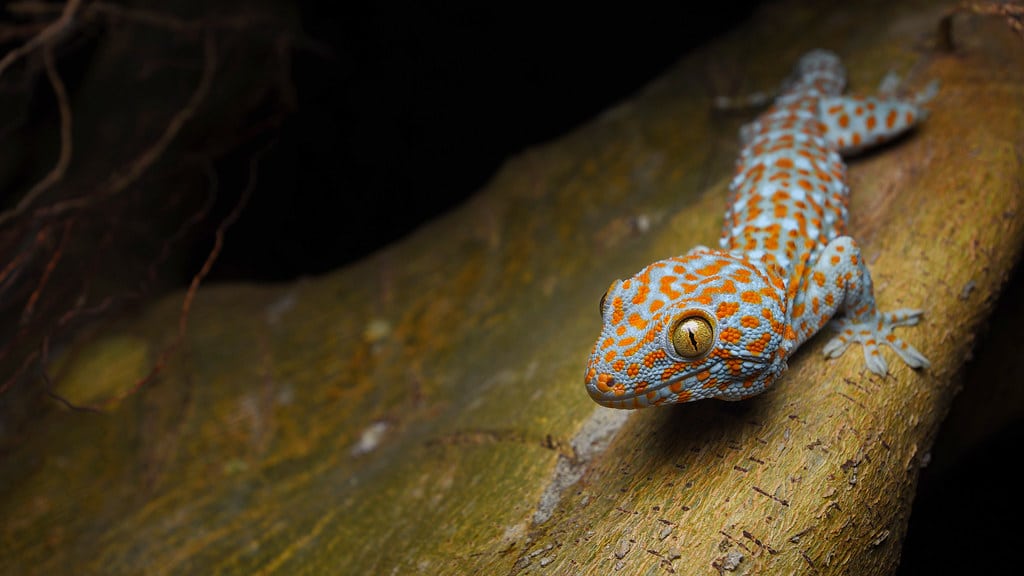 Tokay Gecko