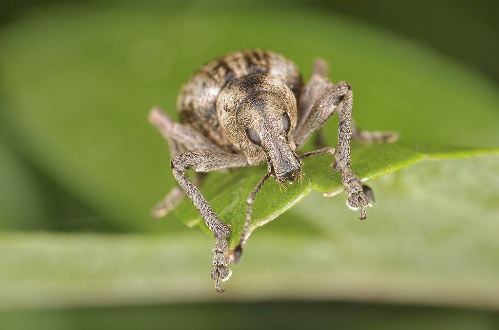 Weevil