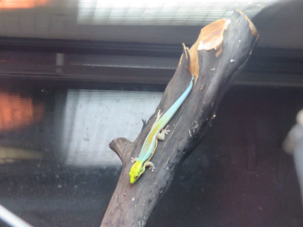 Yellow-headed Day Gecko