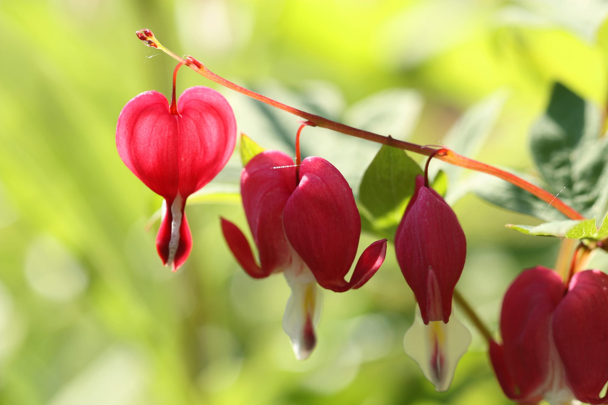 Bleeding Heart