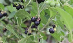 Blue Savory Foods