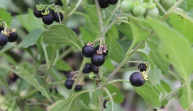 Blue Savory Foods