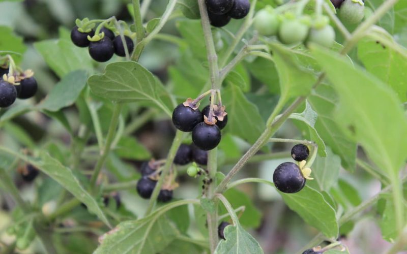 Blue Savory Foods