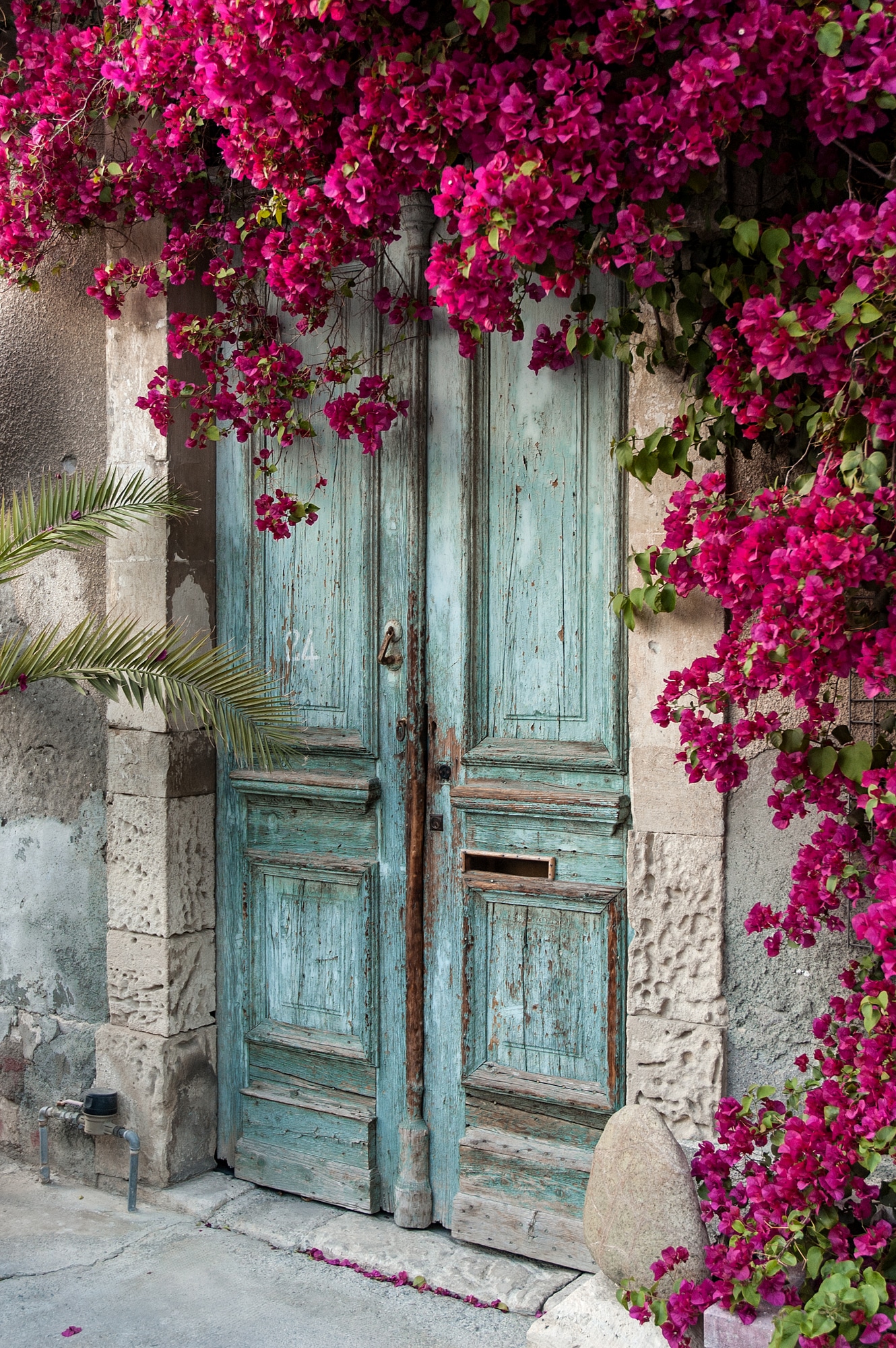 Bougainvillea